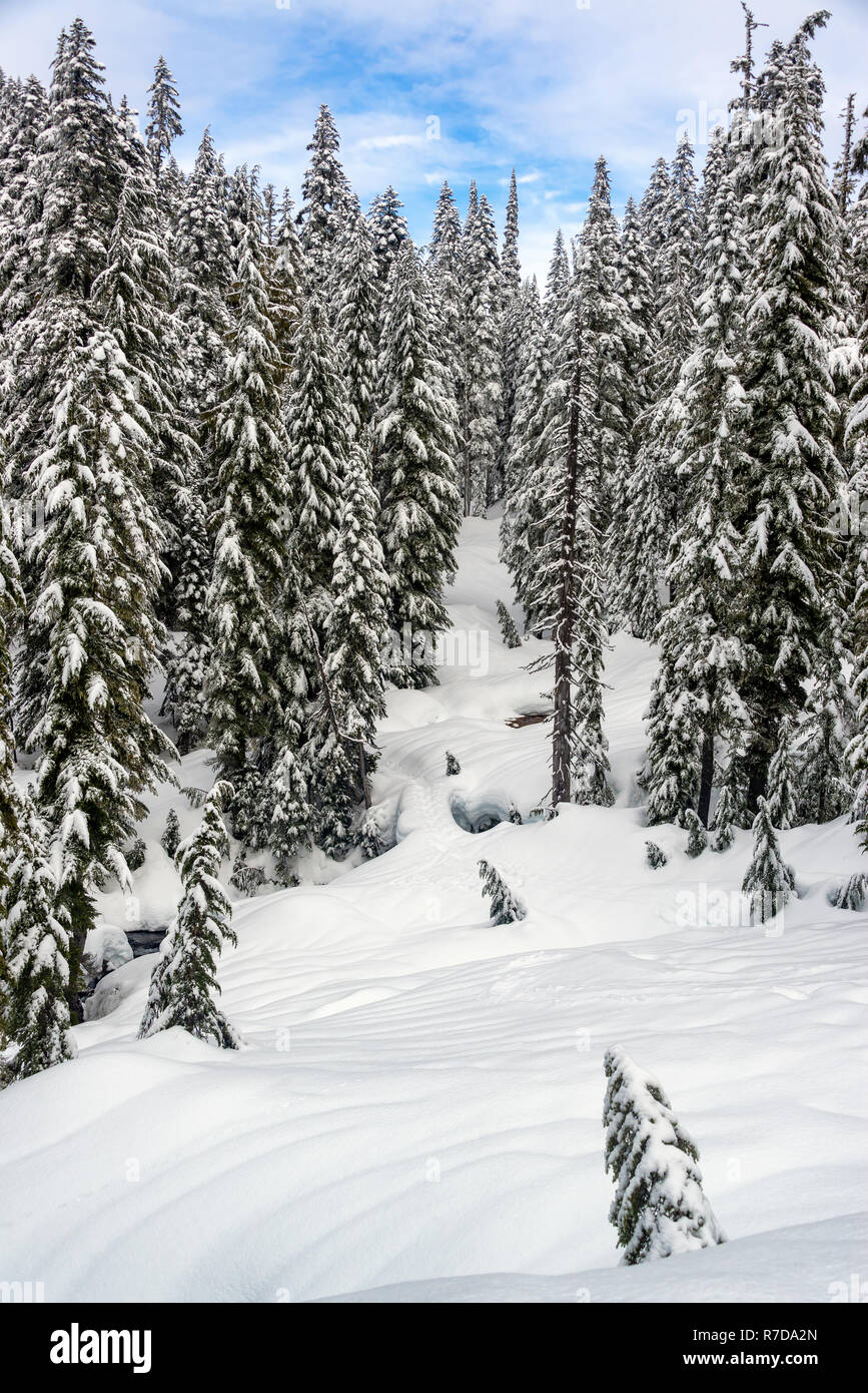 Belle forêt enneigée en Mt. Rainier National Park à Washington Banque D'Images