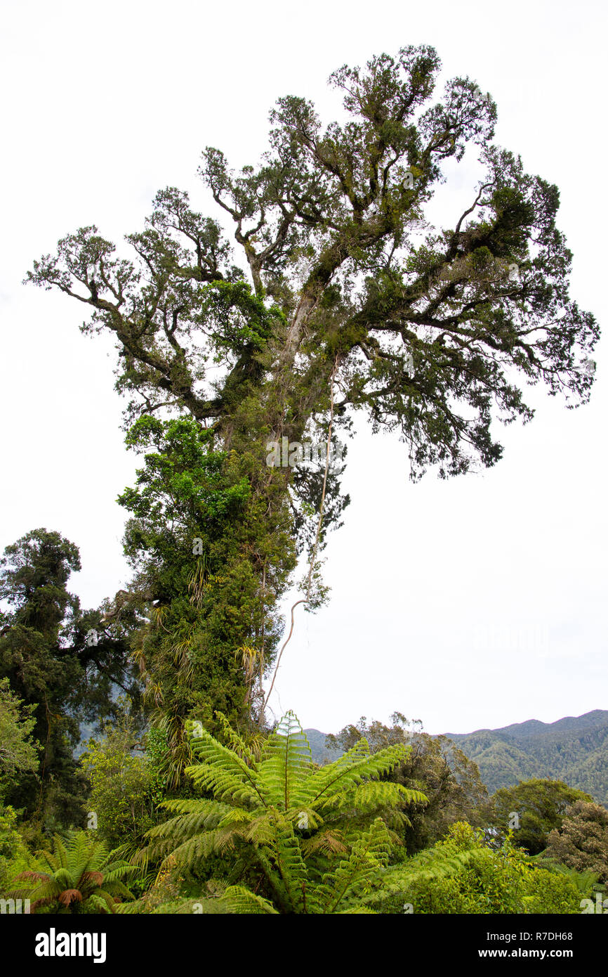 Le Parc National de Fiordland, Nouvelle-Zélande Banque D'Images