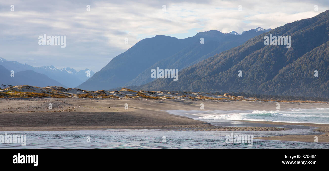 Sable doré, carex indigènes ou Pingao, dans la basse Hollyford, Parc National de Fiordland, Nouvelle-Zélande Banque D'Images