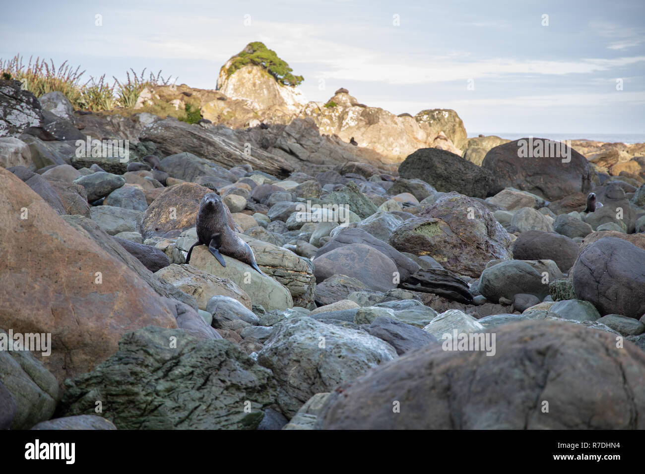 New Zealand fur seal, Fiordland National Park Banque D'Images