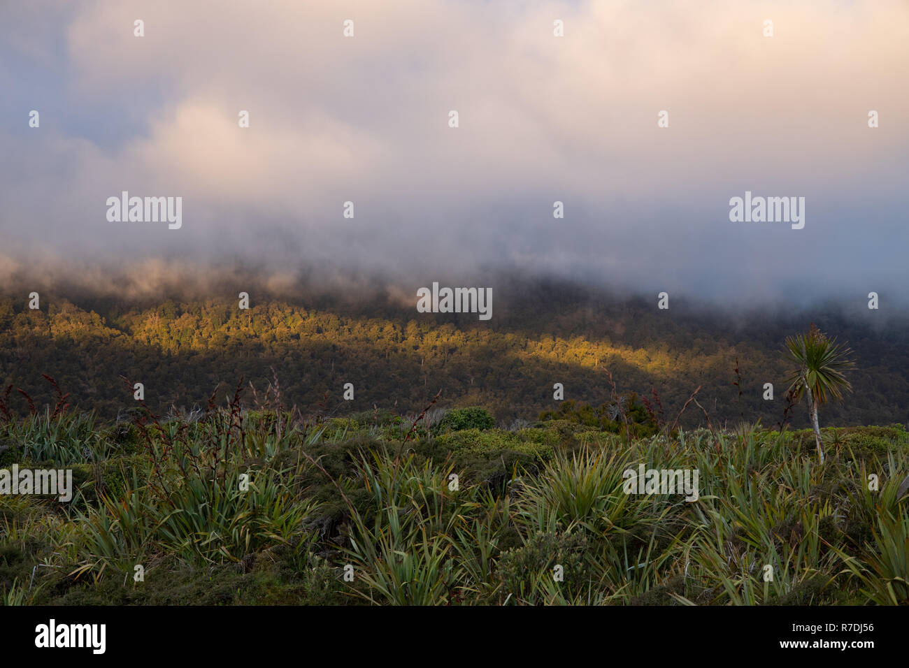 Coucher de soleil sur des buissons dans le Parc National de Fiordland, Nouvelle-Zélande Banque D'Images