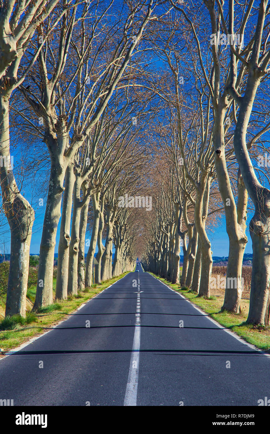 Rue bordée d'arbres dans le sud de la France en hiver Banque D'Images