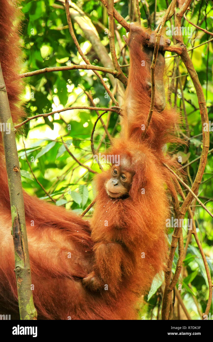 Orang-outan de Sumatra bébé à côté de sa mère n Parc national de Gunung Leuser, Sumatra, Indonésie. Orang-outan de Sumatra est endémique au nord de Sumatra un Banque D'Images