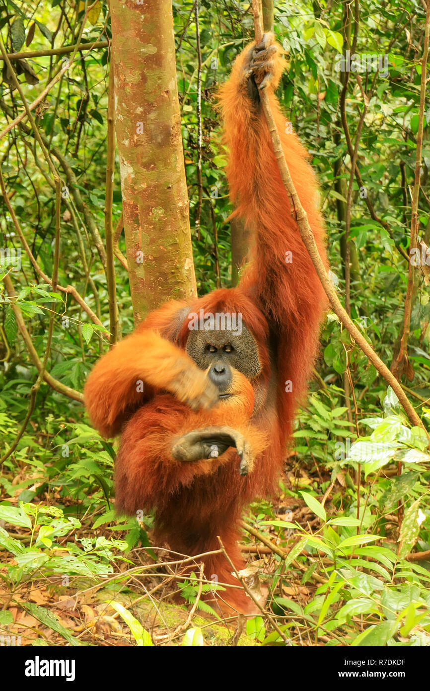 Orang-outan de Sumatra (Pongo mâle abelii) démangeaisons, parc national de Gunung Leuser, Sumatra, Indonésie. Orang-outan de Sumatra est endémique au nord de Sumatra Banque D'Images