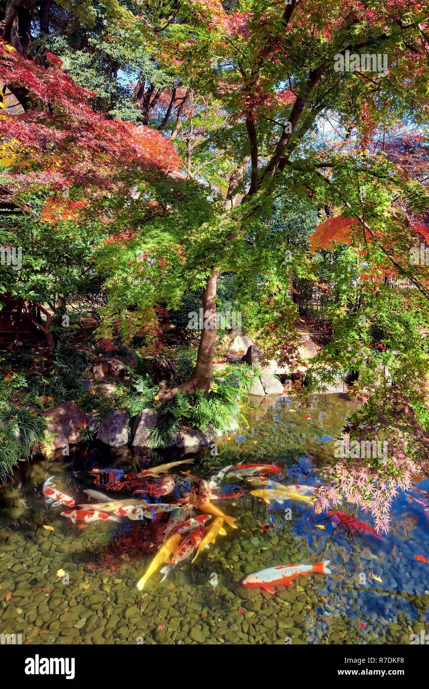 Les érables japonais changent de couleur en Tokyo Japon Banque D'Images