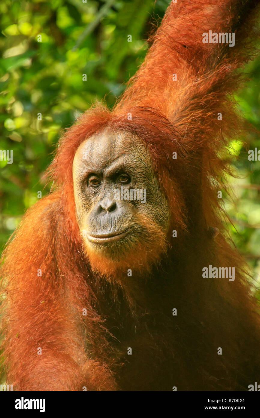 Portrait d'une femelle orang-outan de Sumatra (Pongo abelii) dans Parc national de Gunung Leuser, Sumatra, Indonésie. Orang-outan de Sumatra est endémique au nord Banque D'Images