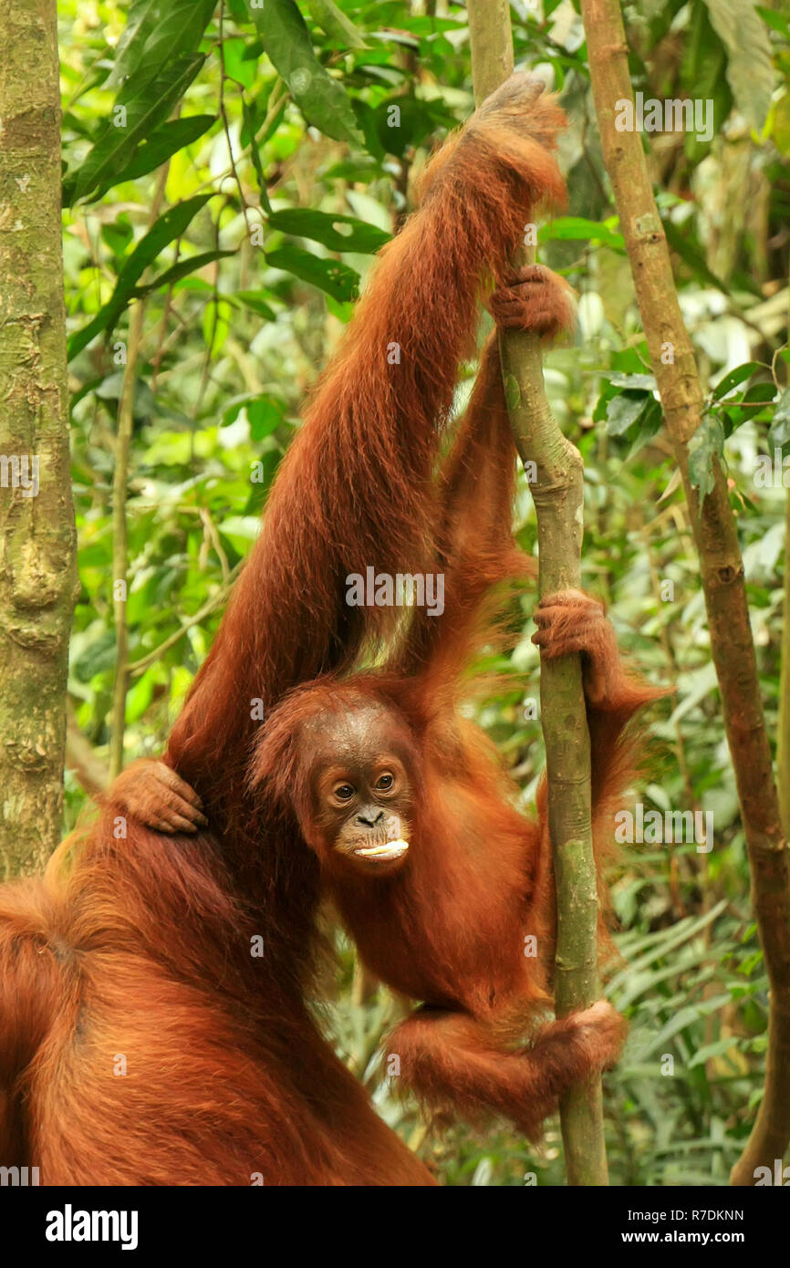 Orang-outan de Sumatra bébé à côté de sa mère n Parc national de Gunung Leuser, Sumatra, Indonésie. Orang-outan de Sumatra est endémique au nord de Sumatra un Banque D'Images