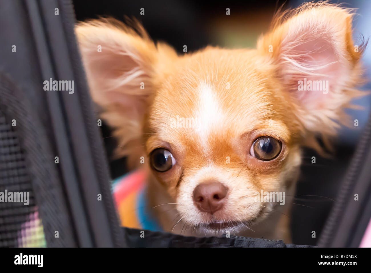 Chien Chihuahua avec les cheveux bruns à l'avant Banque D'Images