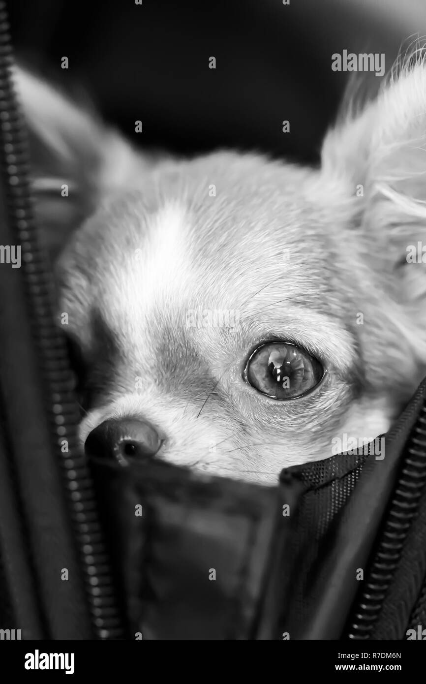 Chihuahua chiots sont peeping. Banque D'Images
