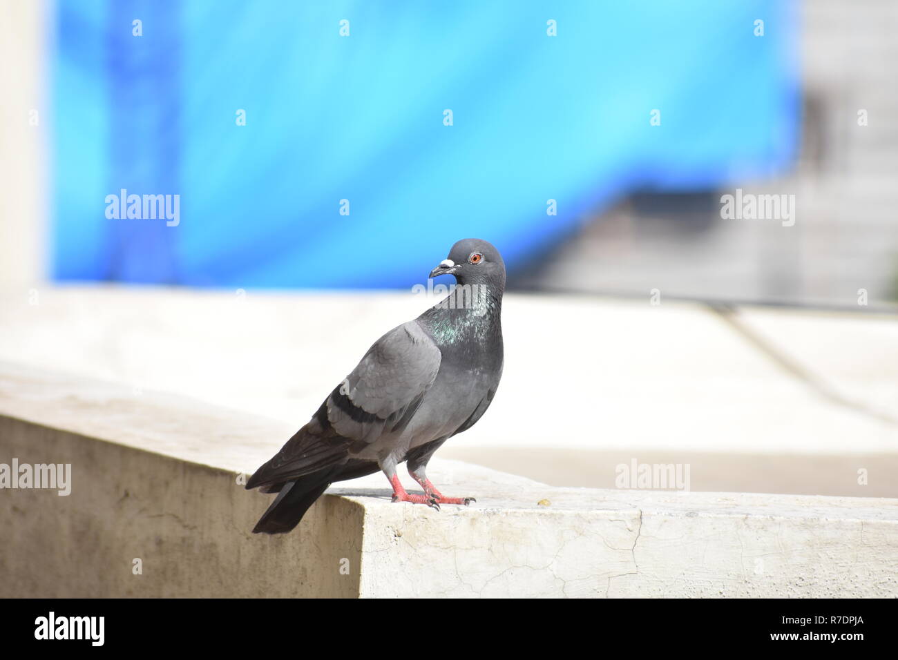 Vue d'Oiseau avec Pigeon Banque D'Images