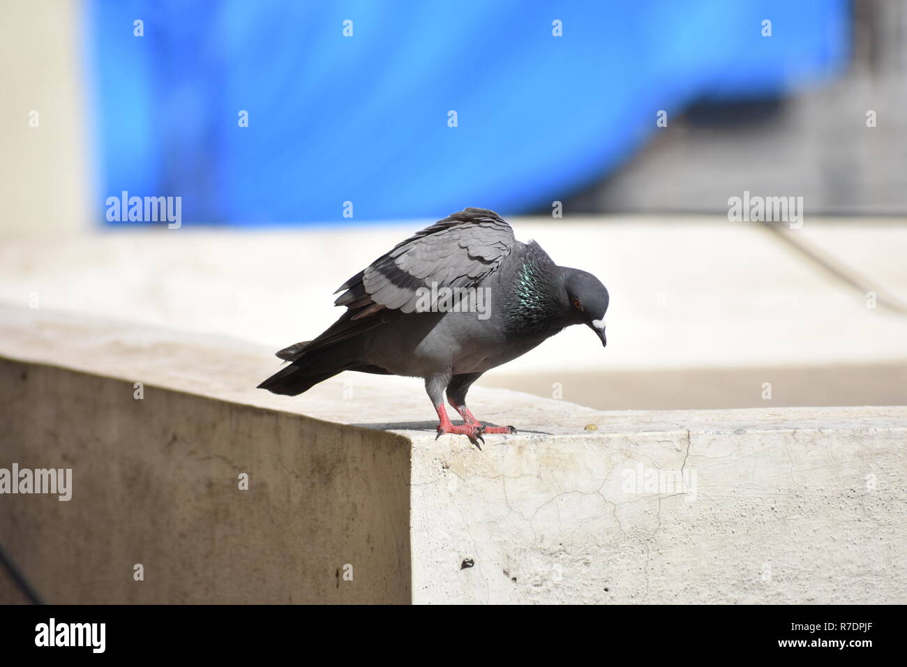 Vue d'Oiseau avec Pigeon prêt à voler Banque D'Images