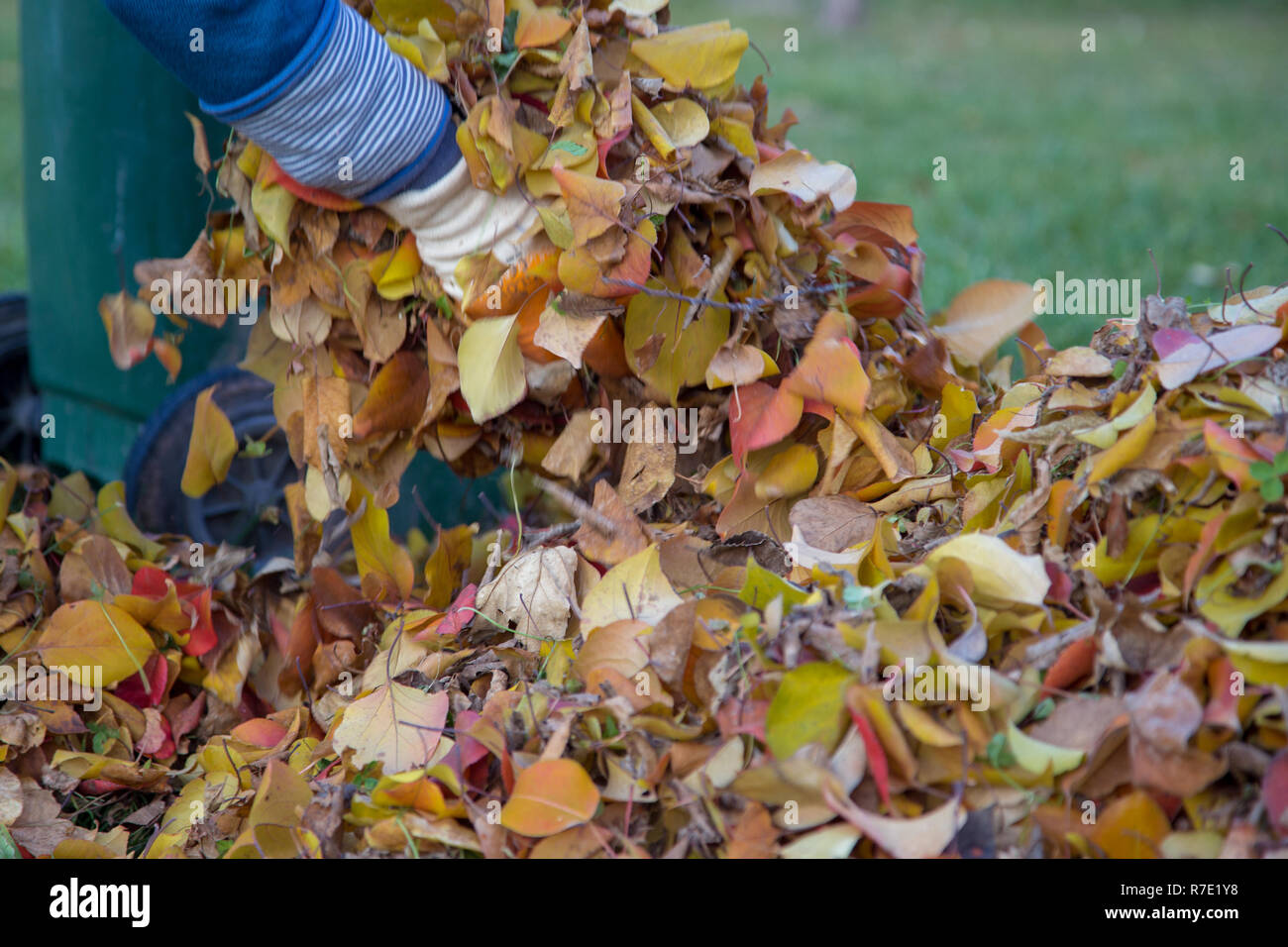 L'automne, les feuilles mortes la collecte. Banque D'Images