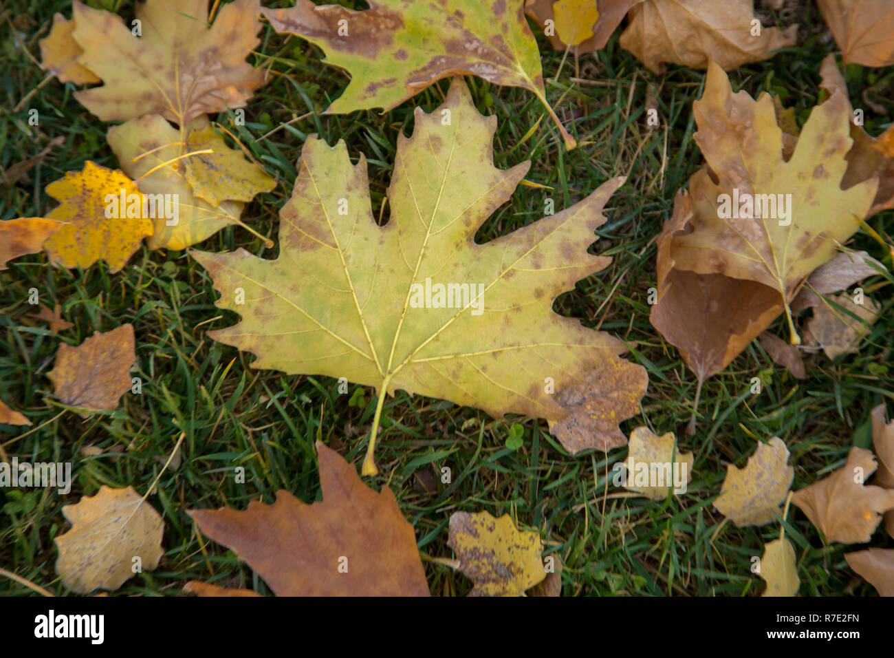 L'automne, les feuilles tombées Banque D'Images