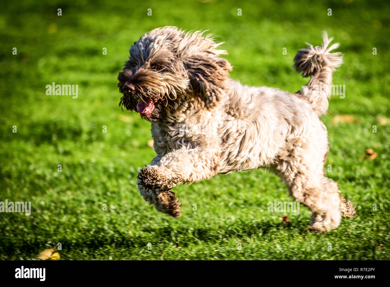 Cockapoo à Richmond Park Banque D'Images