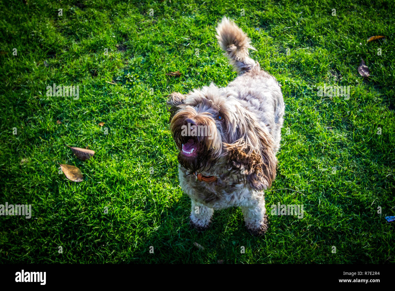 Cockapoo à Richmond Park Banque D'Images
