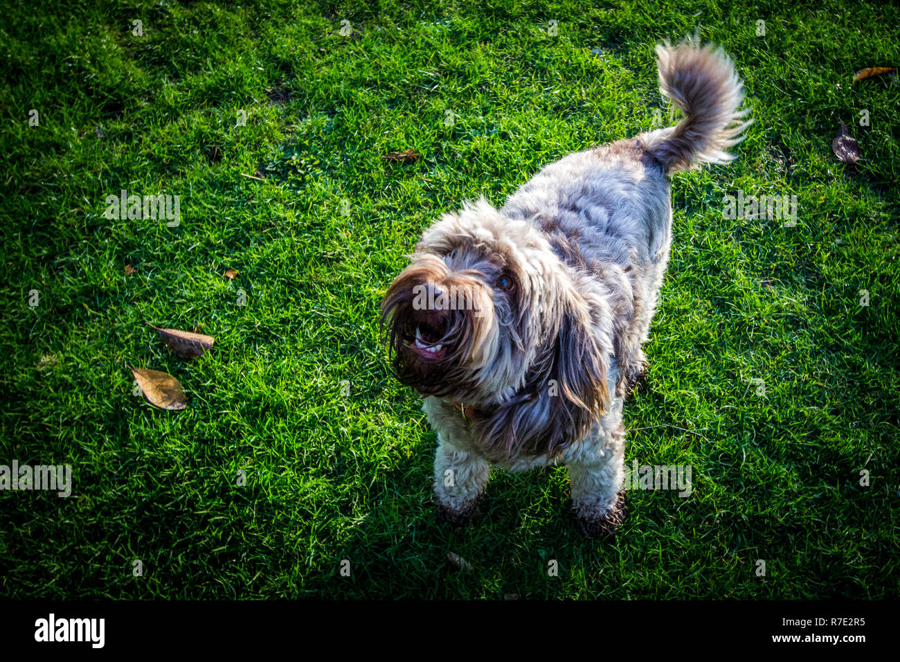 Cockapoo à Richmond Park Banque D'Images