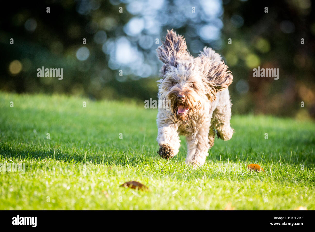 Cockapoo à Richmond Park Banque D'Images