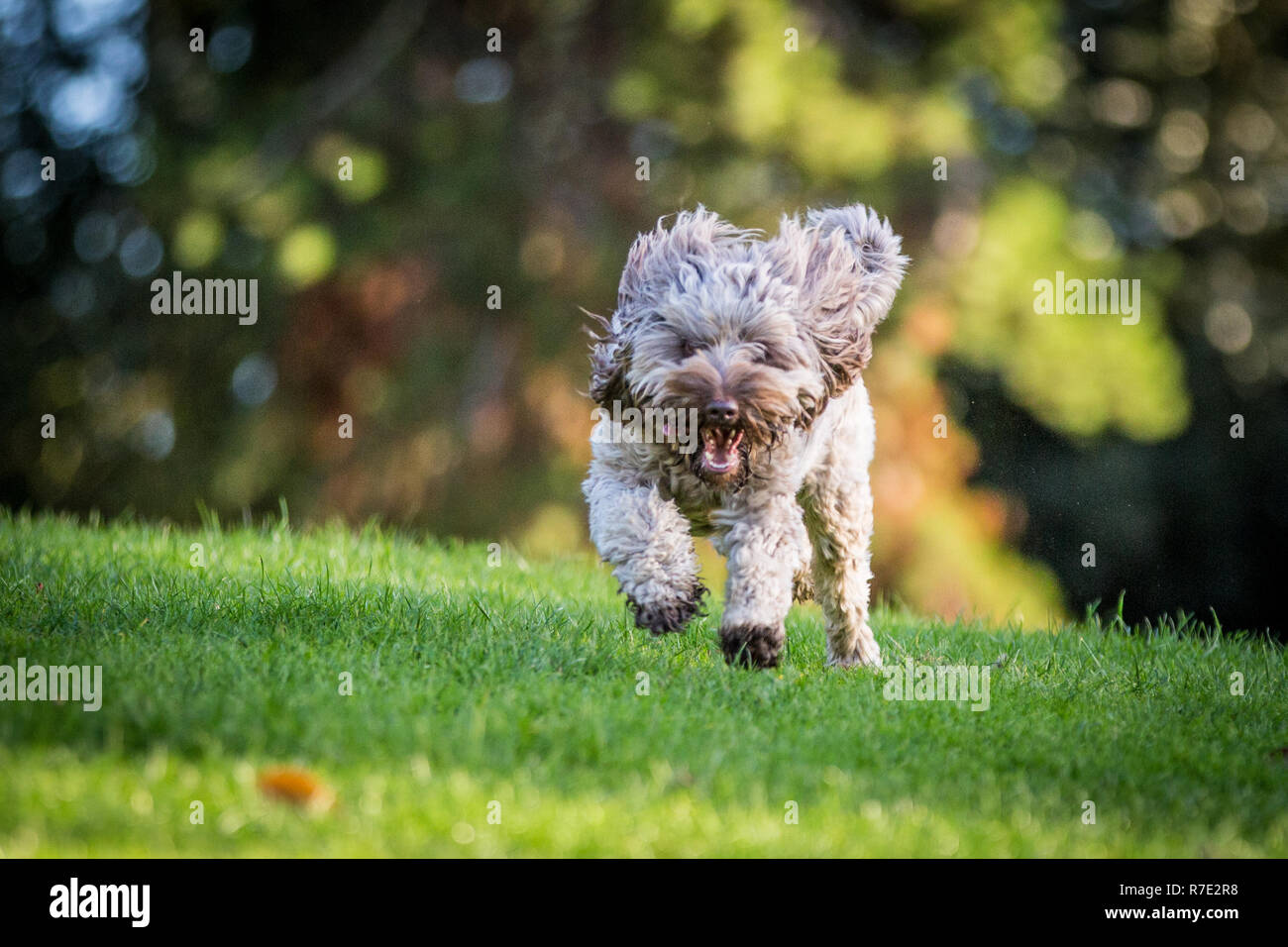 Cockapoo à Richmond Park Banque D'Images