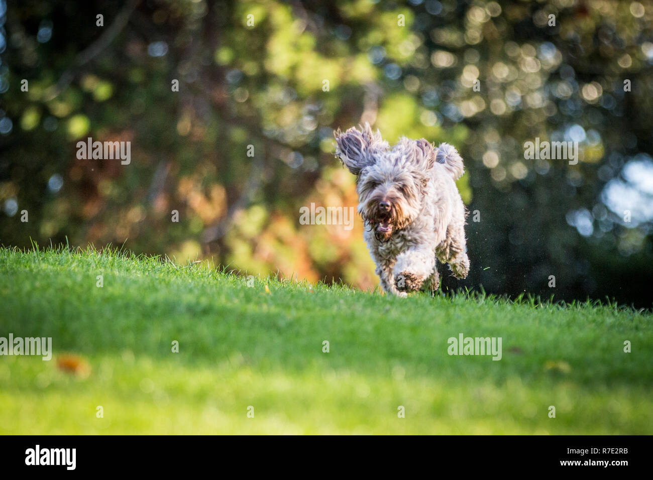 Cockapoo à Richmond Park Banque D'Images