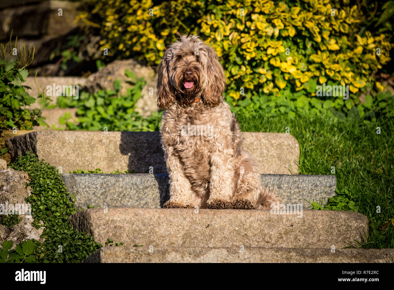 Cockapoo à Richmond Park Banque D'Images
