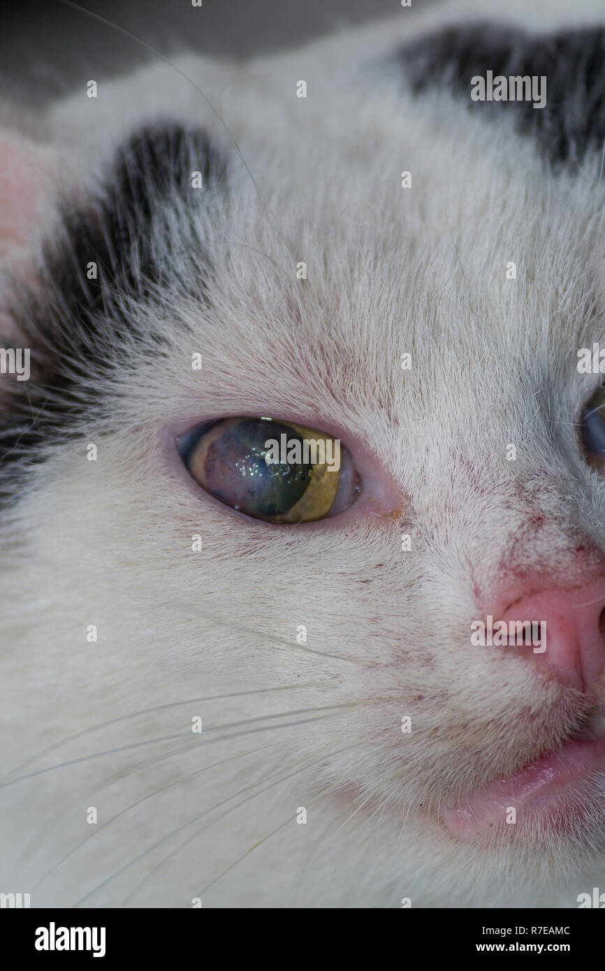 Chat Adulte Avec L Ulcere Corneen Photo Stock Alamy Chat Adulte Avec L Ulcere Corneen Photo Stock Alamy