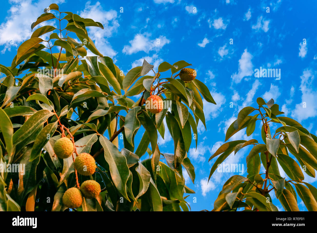Un tas de feuilles de Litchi Litchi remise betwween arbre Banque D'Images