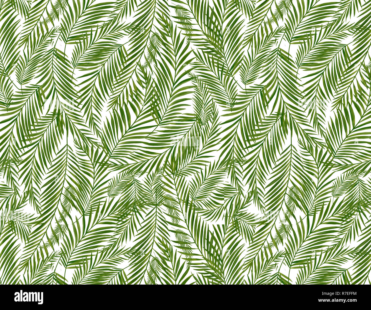 Feuilles de palmier tropical jungle florale, feuilles de fond Banque D'Images