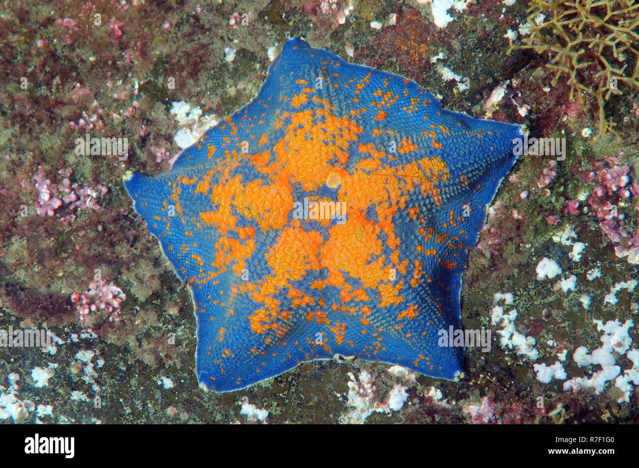Blue Star Bat (Patiria pectinifera), mer du Japon, de Primorsky Krai, Extrême-Orient russe, fédération de Russie Banque D'Images
