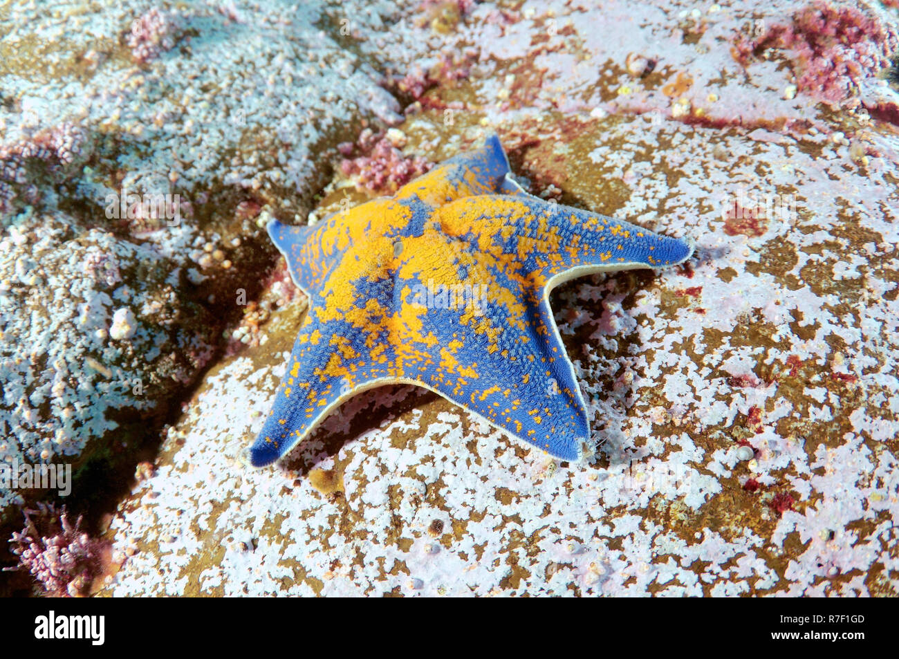 Blue Star Bat (Patiria pectinifera), mer du Japon, de Primorsky Krai, Russie Banque D'Images