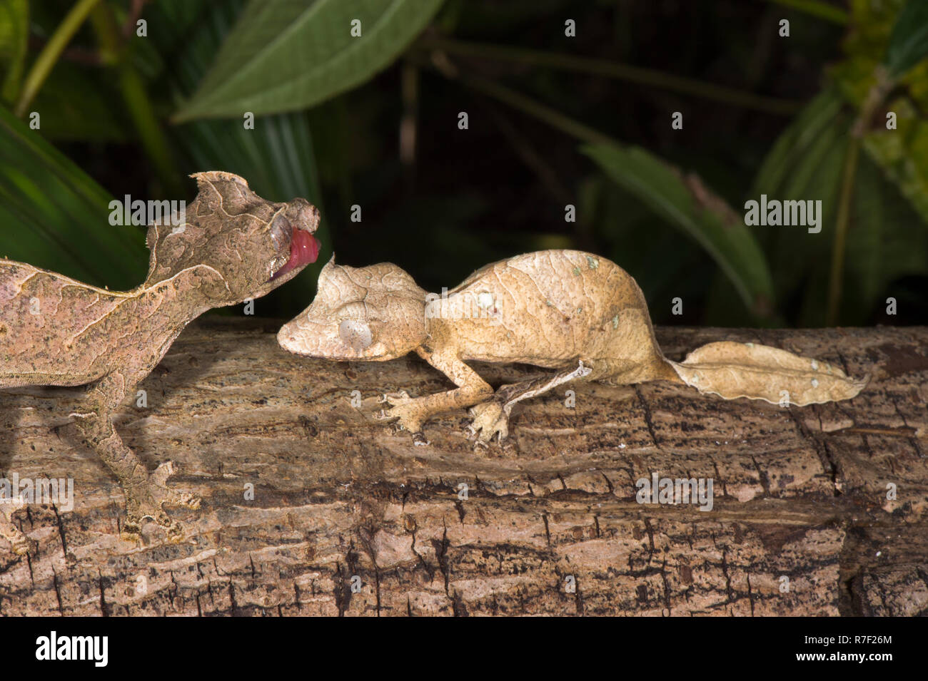 Feuille fantastique geckos à queue (Uroplatus phantasticus), Madagascar Banque D'Images