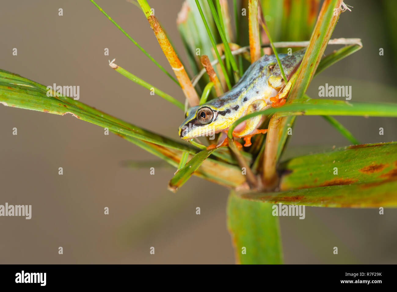 Blue-retour Reed Grenouille (Heterixalus madagascariensis), Madagascar Banque D'Images