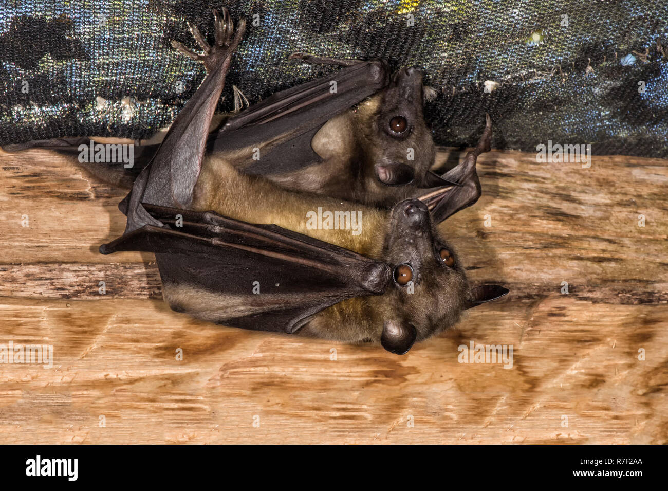 Madagascar Les Roussettes (Pteropus rufus) pendu dans une grange, à Madagascar Banque D'Images