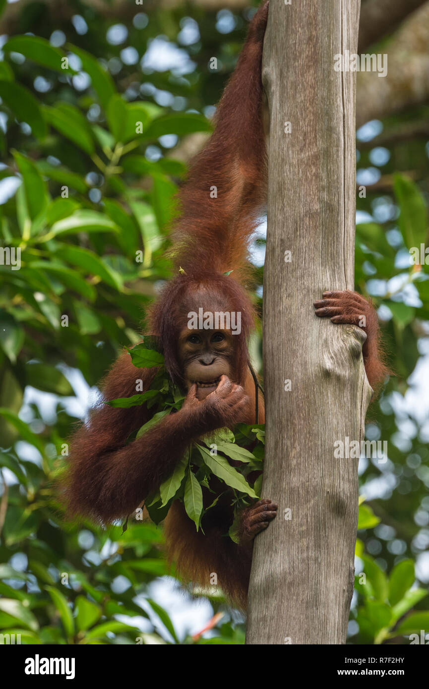 Orang-outan (Pongo pygmaeus), juvénile sur un arbre, il se nourrit de feuilles, de Singapour Banque D'Images