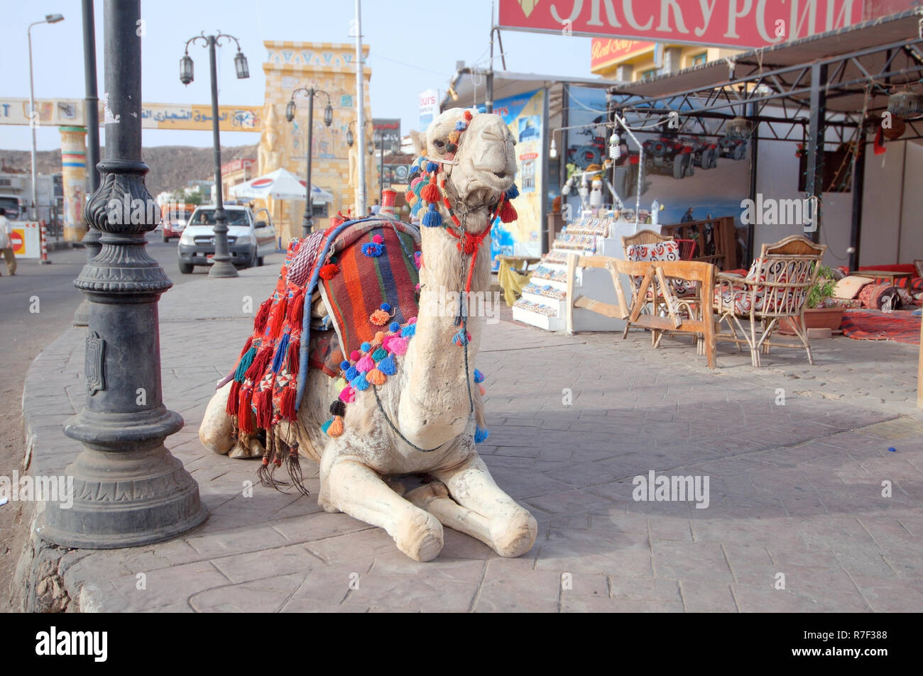 Le dromadaire ou chameau d'Arabie (Camelus dromedarius) assis sur le trottoir, du Vieux Marché, Charm el-Cheikh, Egypte Banque D'Images