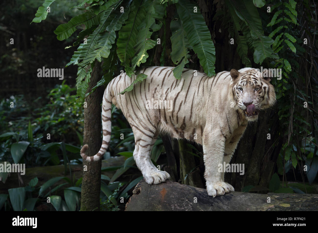 Tigre du Bengale (Panthera tigris tigris), Singapour Banque D'Images