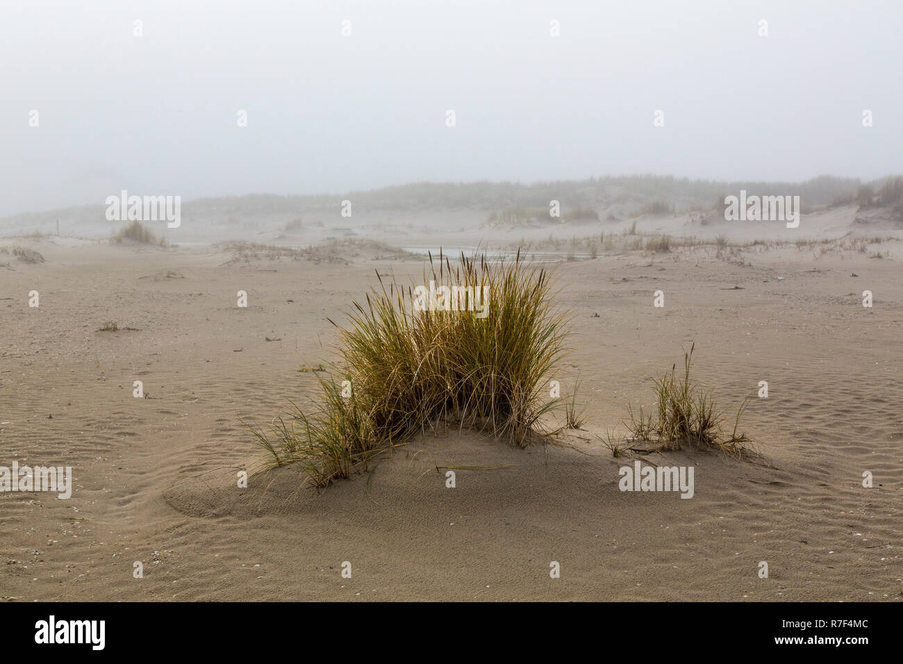 Paysage de dunes, la plage en hiver, Spiekeroog, Frise orientale, Basse-Saxe, Allemagne Banque D'Images