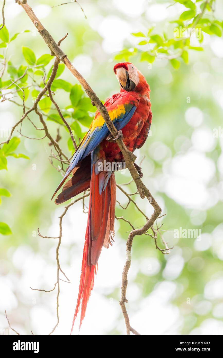 Ara rouge (Ara macao), grand, rouge, jaune et bleu perroquet d'Amérique centrale et du Sud. Membre du grand groupe de perroquets néotropicaux appelé des aras. Banque D'Images