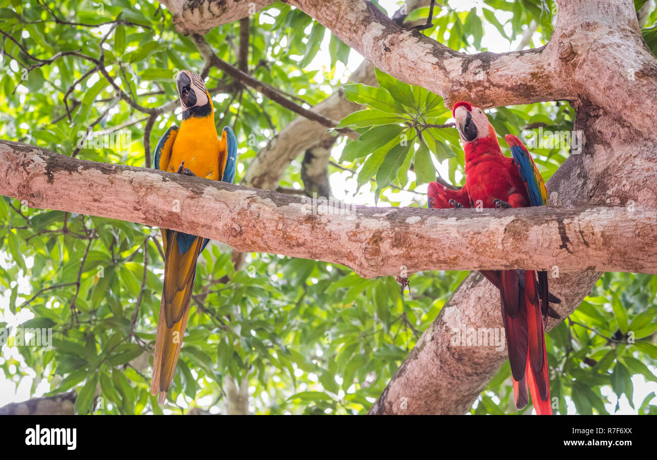 Belle ara rouge (Ara macao)perché avec son copain, un blue-and-yellow macaw (Ara ararauna), alias le bleu et or ara. Banque D'Images