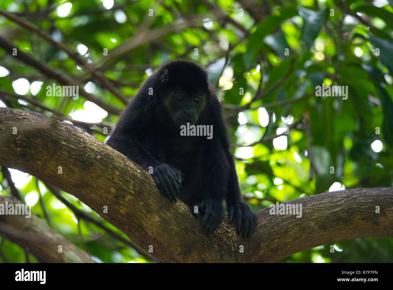 Singe hurleur noir, genre Alouatta en sous-famille Alouattinae monotypique, l'un des plus importants de singes du Nouveau Monde, repose sur une branche dans son habitat. Banque D'Images