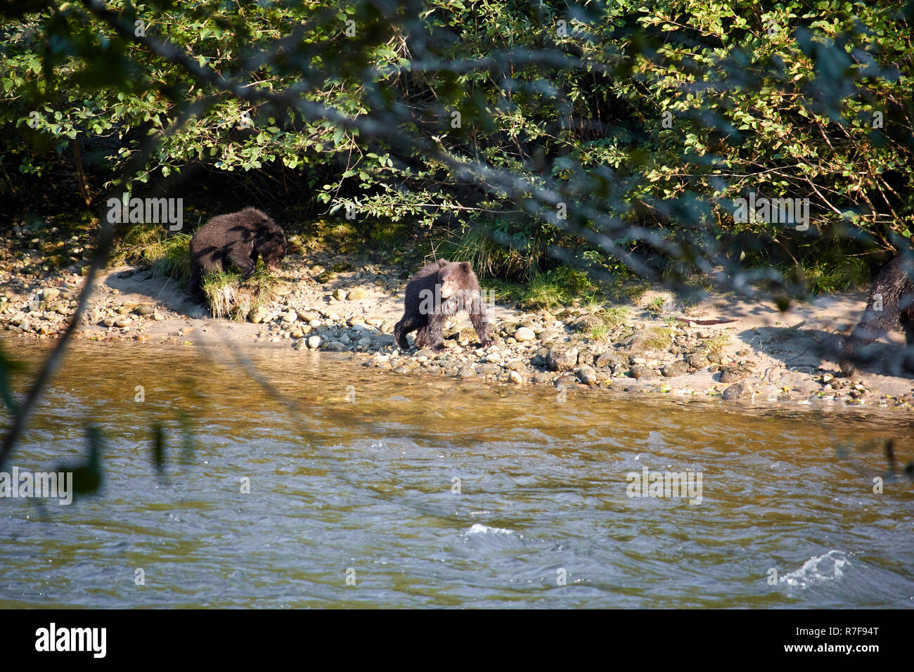 Les oursons grizzlis, Great Bear Rainforest Banque D'Images