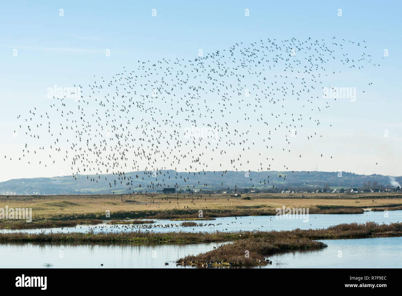 Les volées d'oiseaux au-dessus de la Réserve Naturelle de seigle Banque D'Images