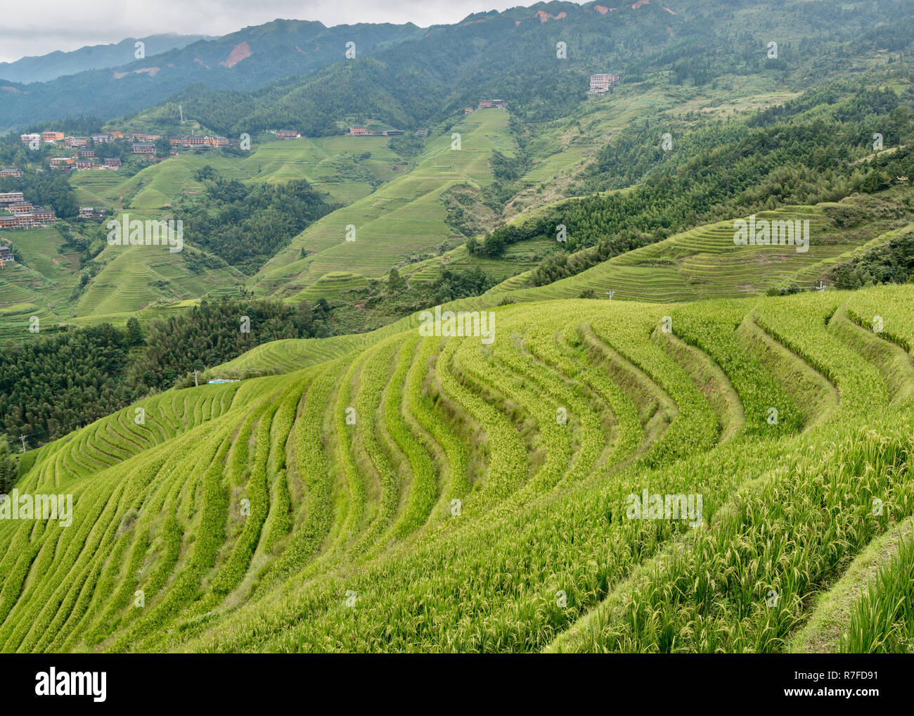 Longji Jinkeng terrasse de riz dans le Guangxi, Chine. Un village traditionnel avec une population minoritaire, restauration aux touristes visitant.13 Septembre 2017 Banque D'Images