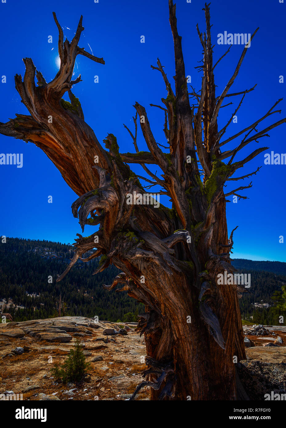 Craggy Old Tree growing out of the rocks Banque D'Images