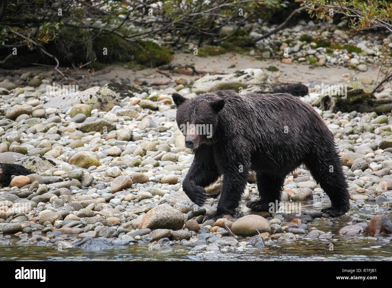 Grizzli à saumon, la forêt pluviale de Great Bear, Canada Banque D'Images