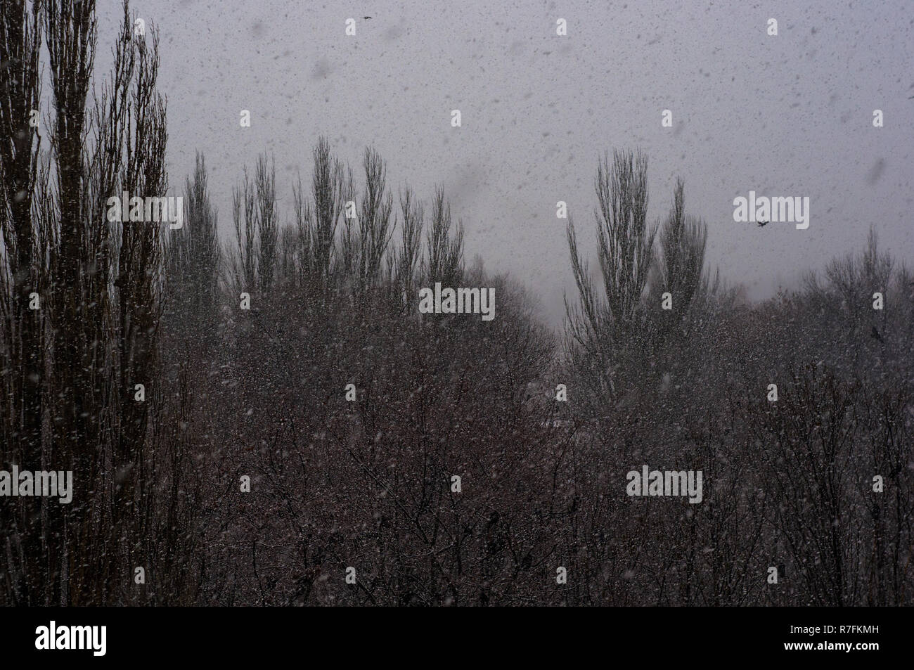 Paysage urbain d'hiver - tempête de neige, les arbres couverts de neige et les oiseaux noirs Banque D'Images