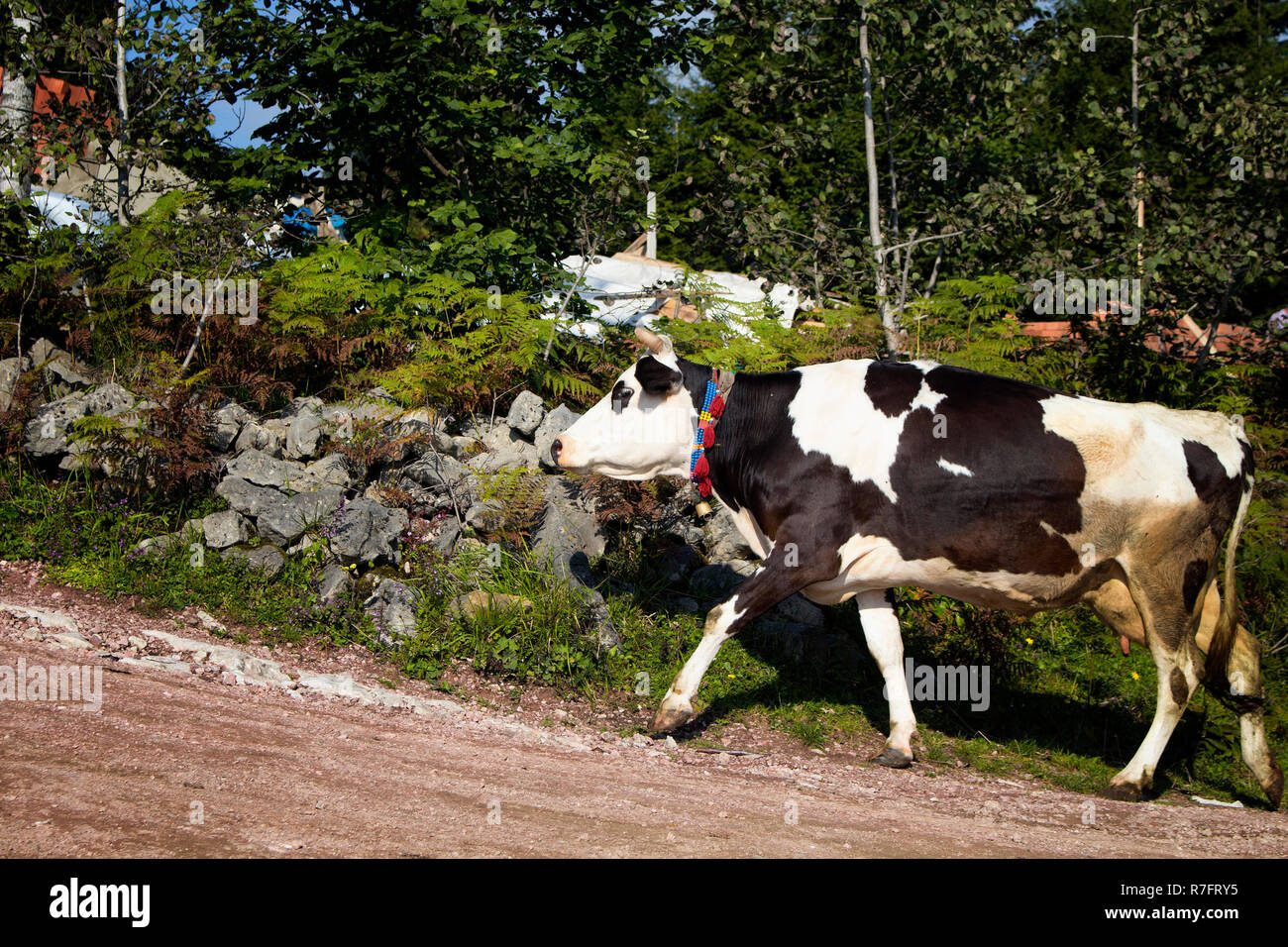 Vue d'une vache noir et blanc grimpant sur une route. L'image est capturée à Trabzon/domaine de la région de la mer Noire situé au nord-est de la Turquie. Banque D'Images