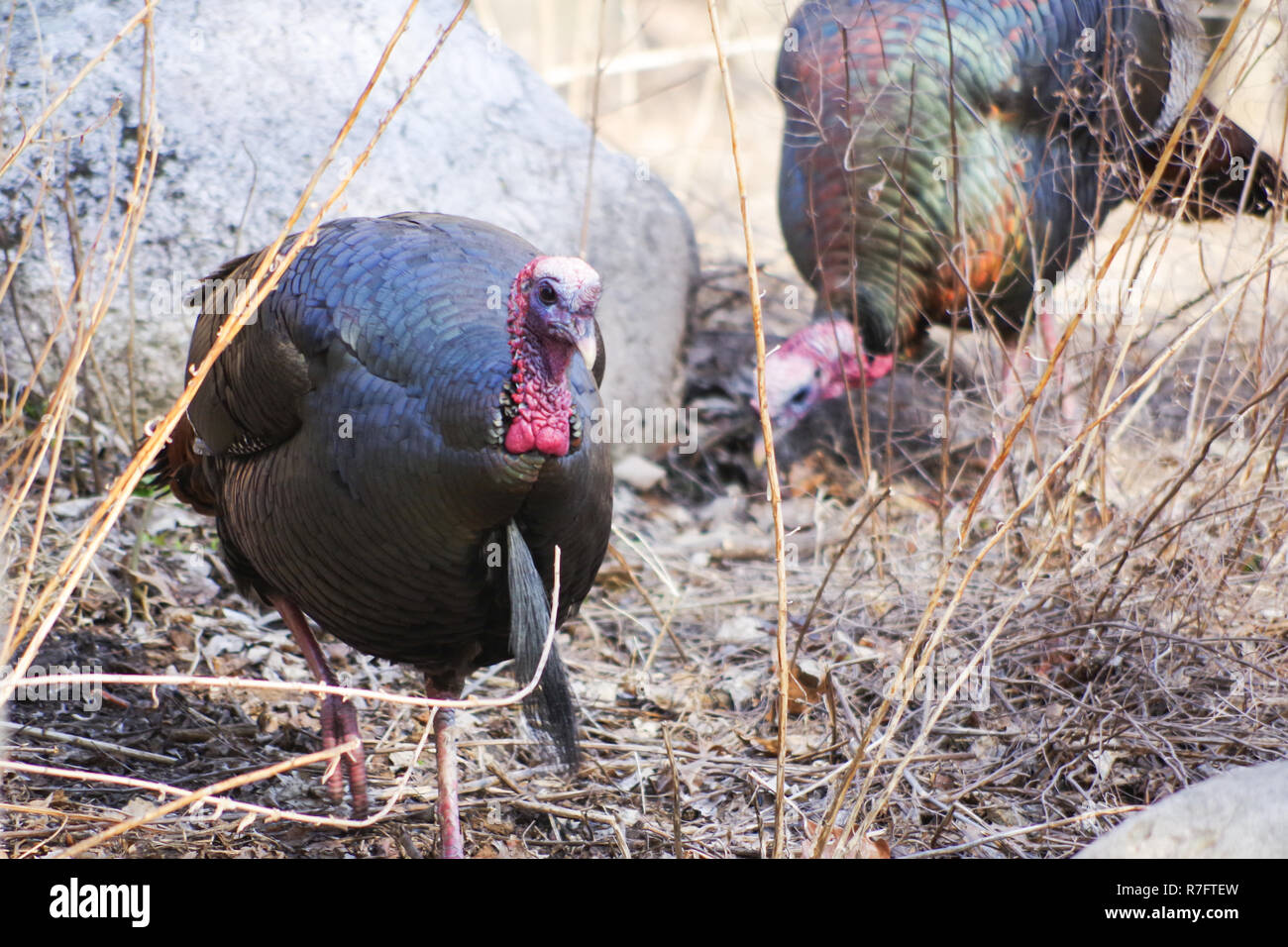 Le Dindon sauvage (Meleagris gallopavo), homme / tom Banque D'Images