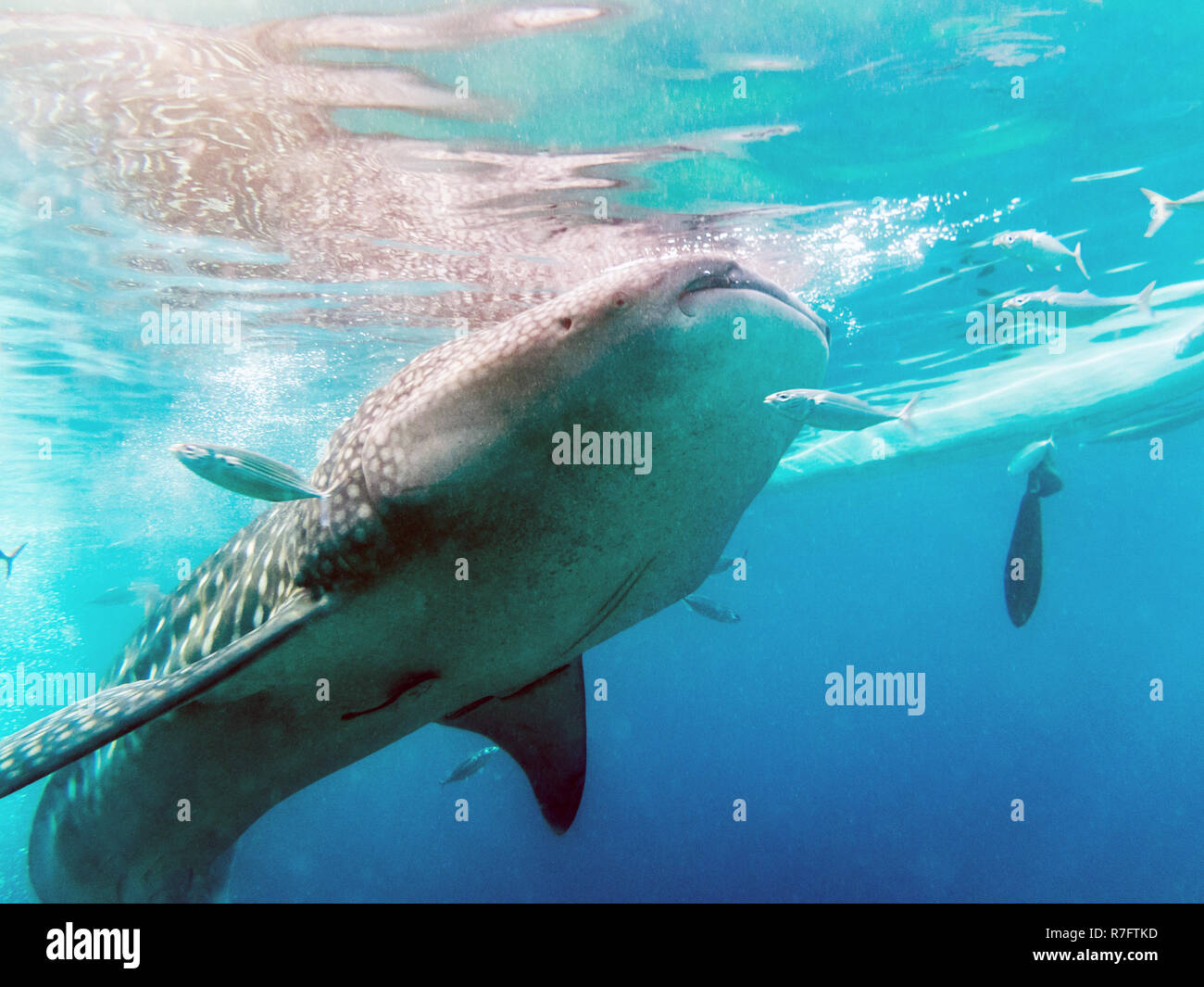Nager avec les requins baleines à Oslob, Cebu, Philippines Banque D'Images