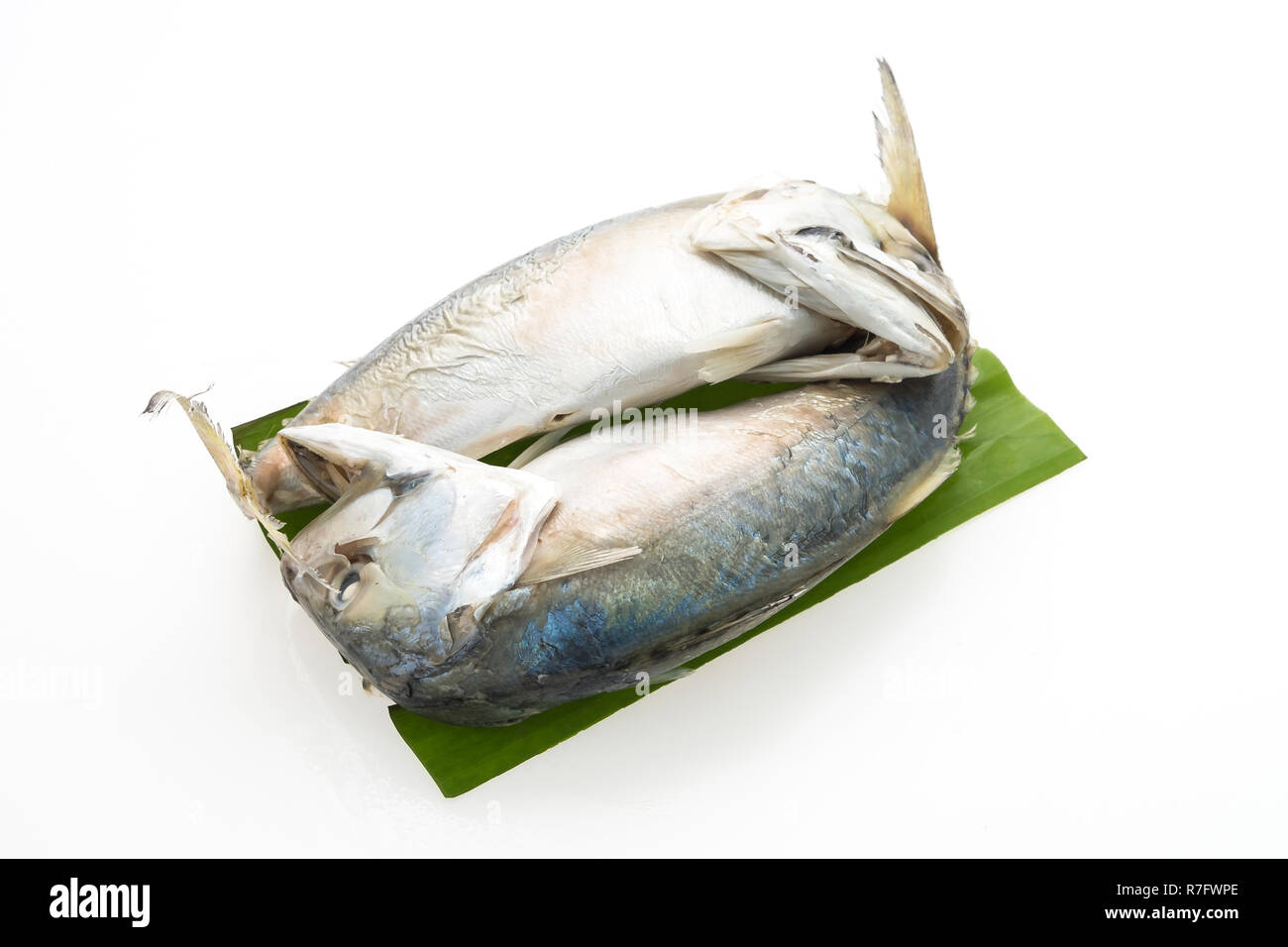 Le maquereau poisson isolé sur fond blanc Banque D'Images