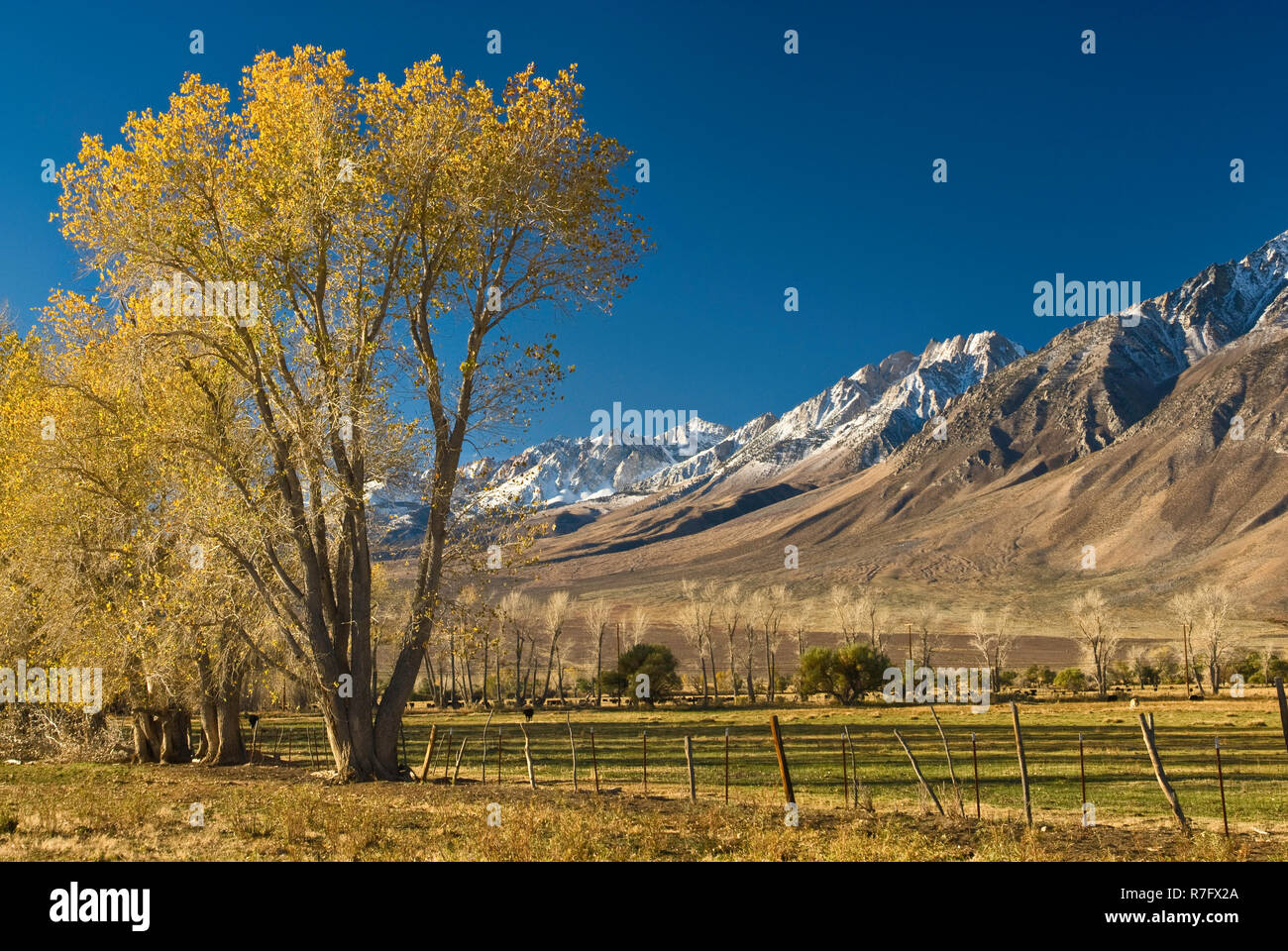 Mt Humphreys dans l'Est de la Sierra Nevada et de peupliers en automne feuillage, Round Valley près de Bishop, en Californie, États-Unis Banque D'Images
